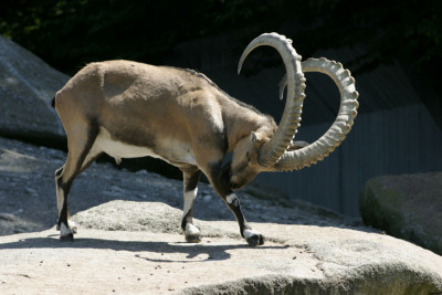 an Ibex